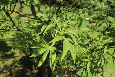 Aesculus hippocastanum 'Digitata' - jírovec maďal - listy